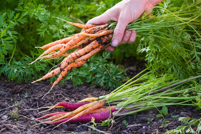 Carrots being harvested